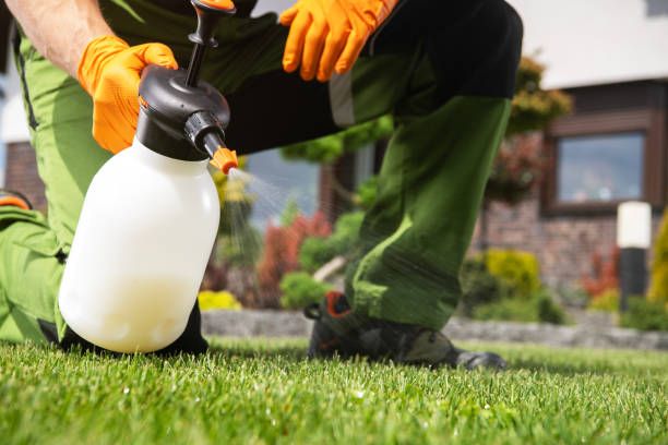 Best Wasp Removal Services  in Sorrento, LA